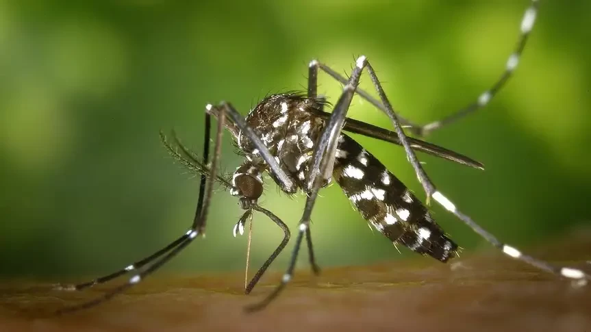 Şekerle Beslenen Sivrisinekler Viral Enfeksiyonlara Karşı Bağışıklık Geliştirdi, Arbovirüsün Yayılmasını Potansiyel Olarak Önledi