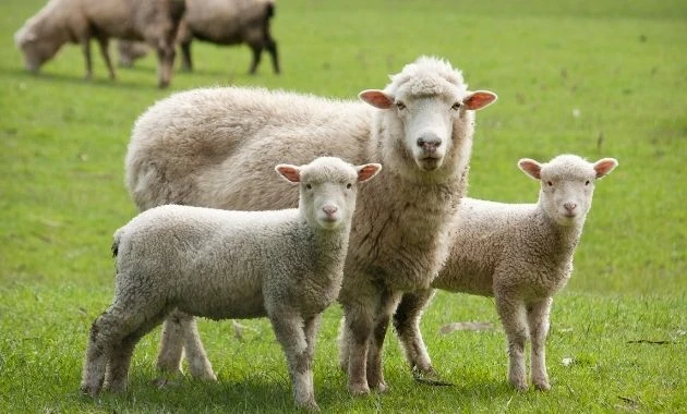 Koyun Yetiştiriciliği Nasıl Yapılır? Tüm Detaylar